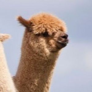 Meet your Posher, Student avery